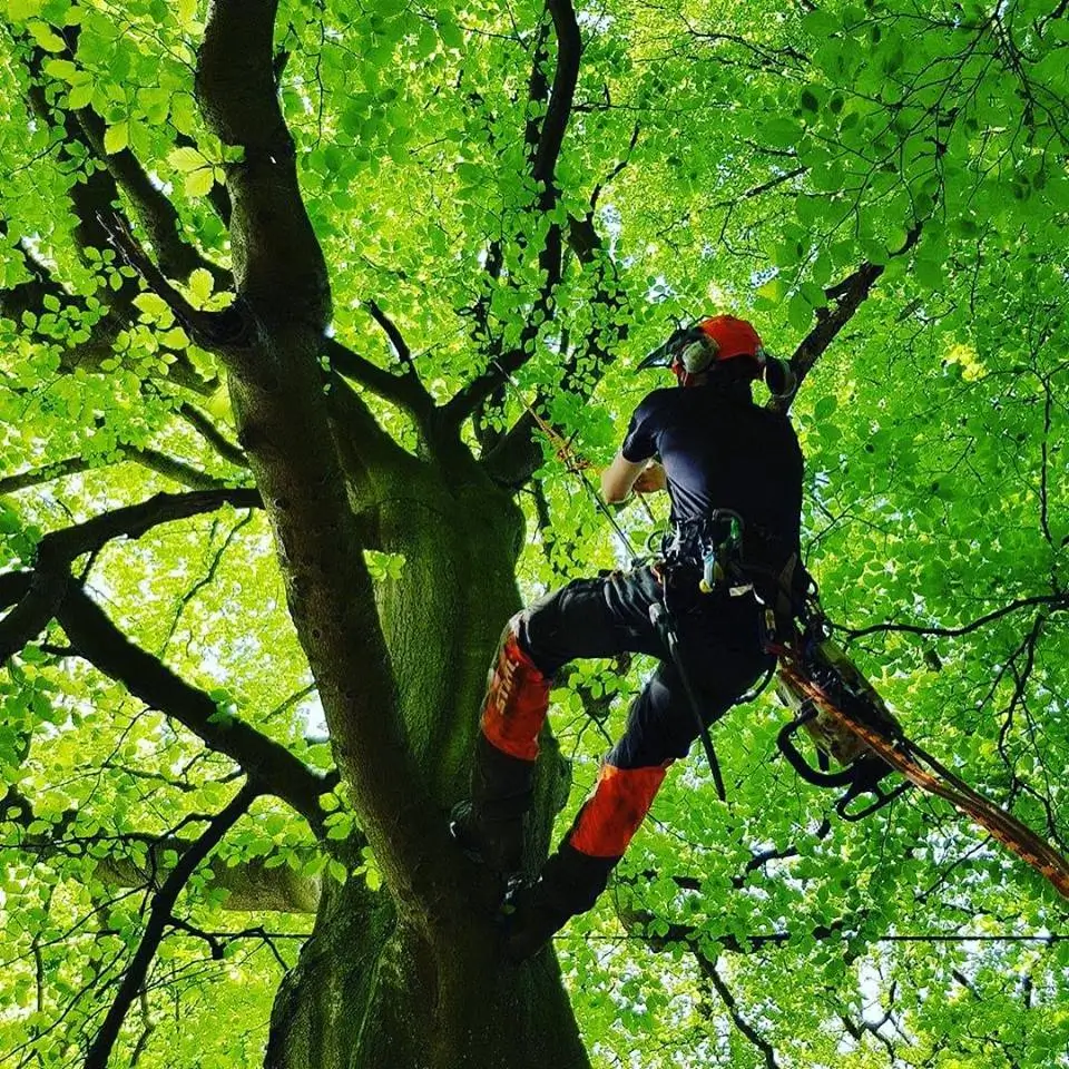 Tree surgery by Lowther Forestry
