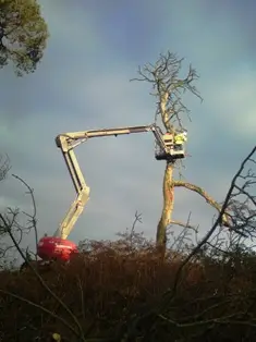 Tree surgery by Lowther Forestry
