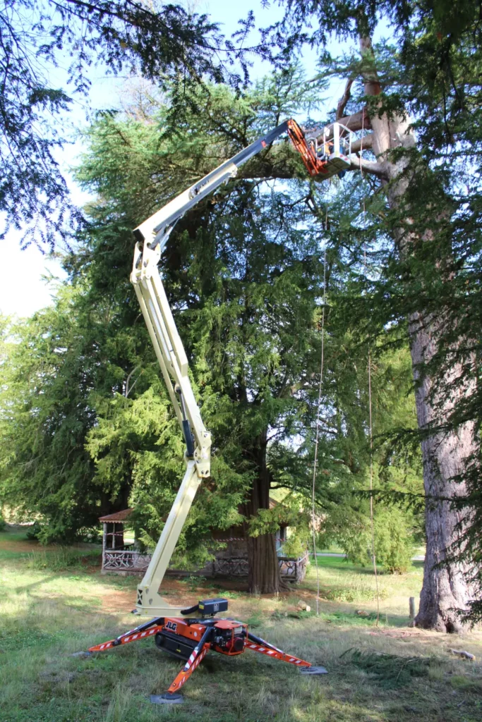 Tree surgery by Lowther Forestry