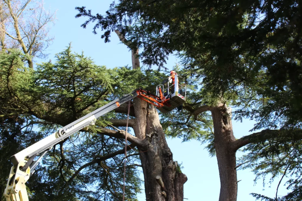 Tree surgery by Lowther Forestry