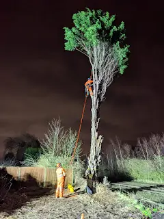 Tree surgery by Lowther Forestry