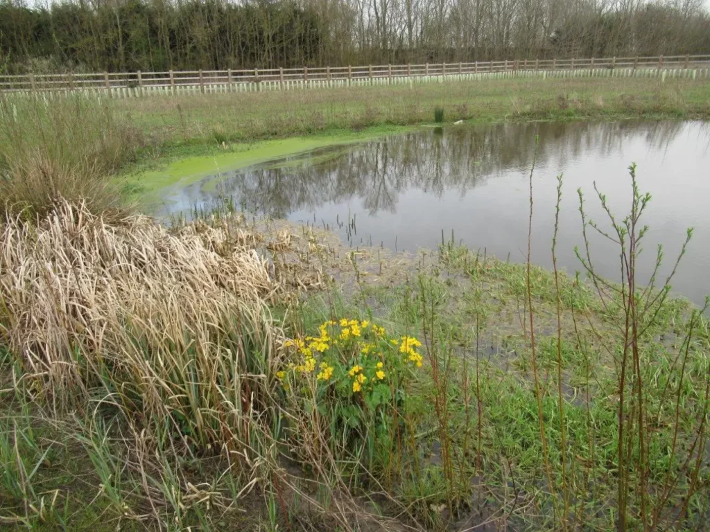 SuDS and drainage landscaping by Lowther Forestry