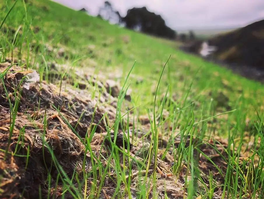 Grass and wildflower seeding by Lowther Forestry
