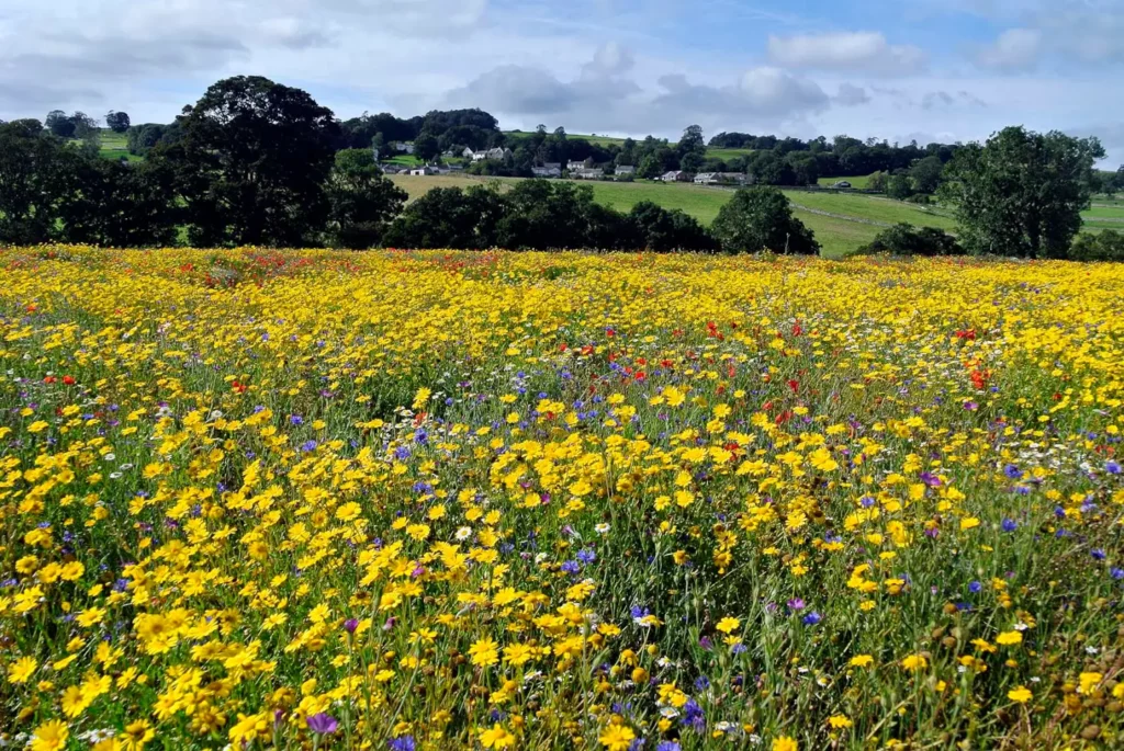Grass and wildflower seeding by Lowther Forestry