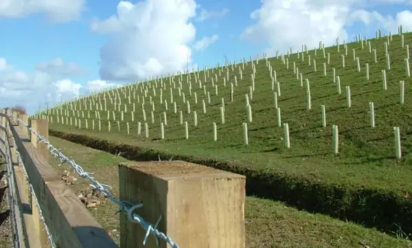 Highway landscaping by Lowther Forestry
