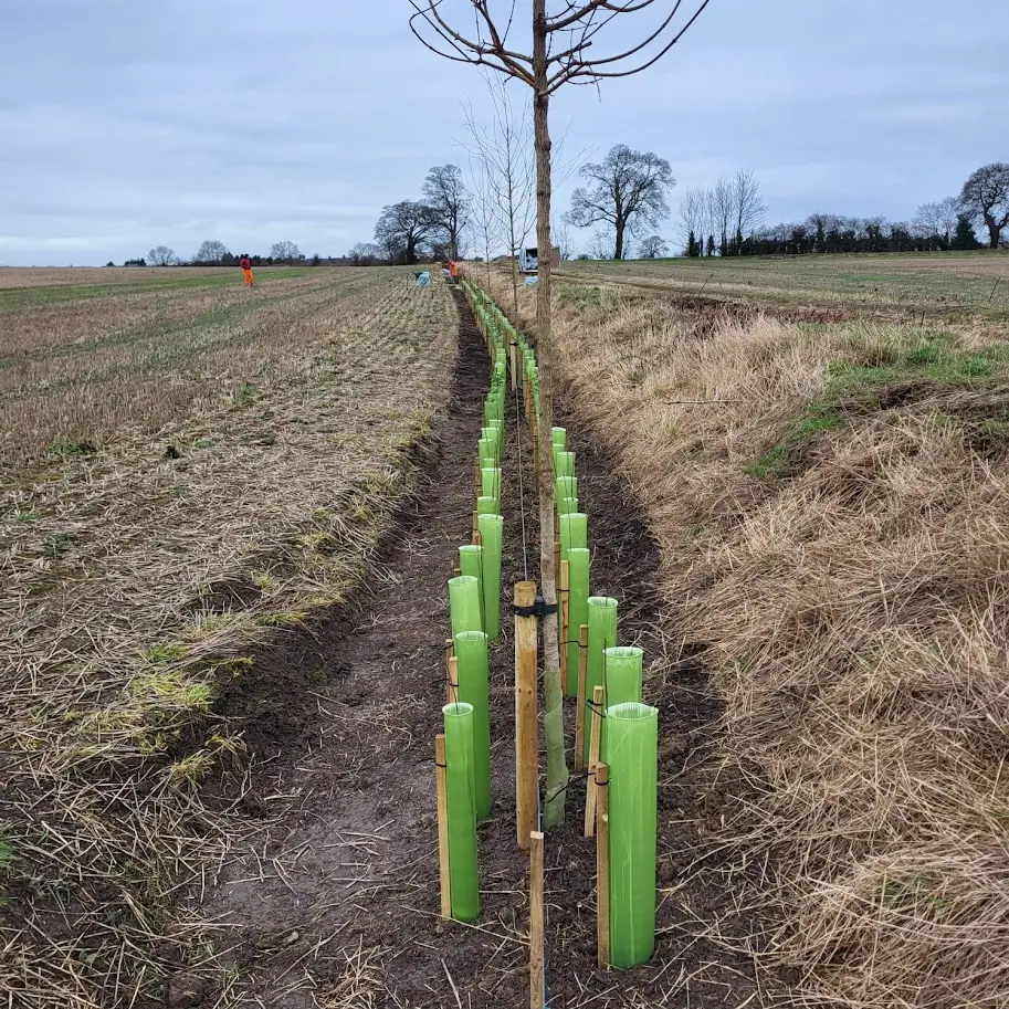 Woodland creation by Lowther Forestry