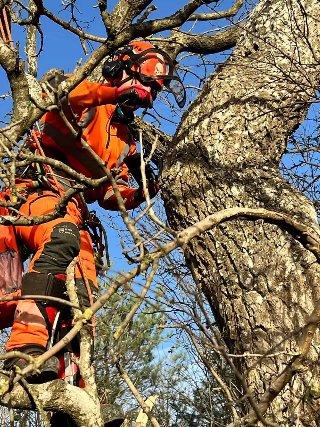 Arboriculture3