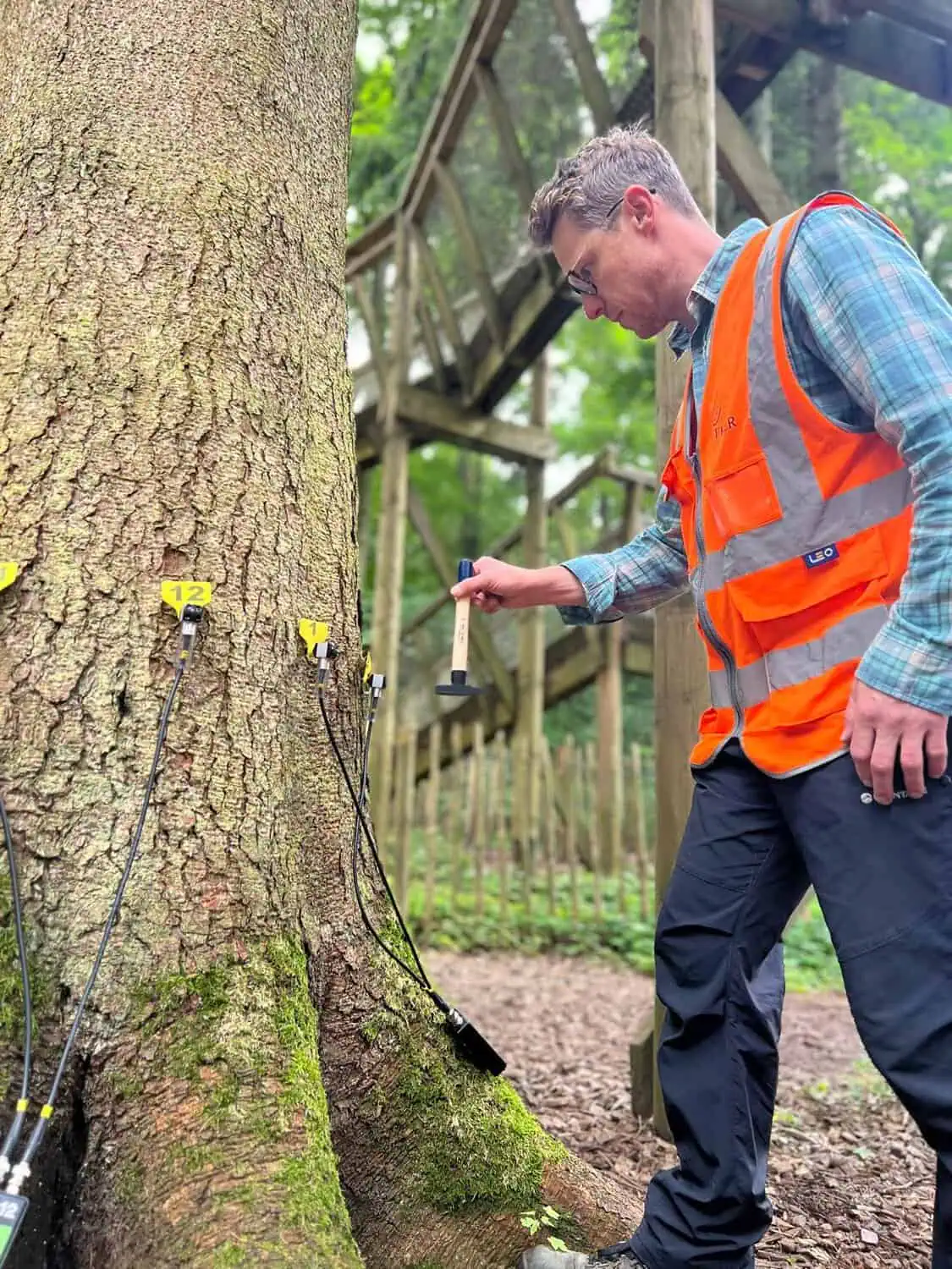 TreeAssessments2
